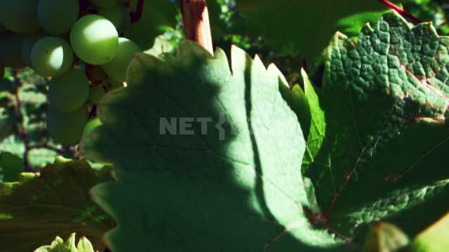 Grape brushes on the branches, grape leaves, close-up Viticulture, agro-industrial complex,...