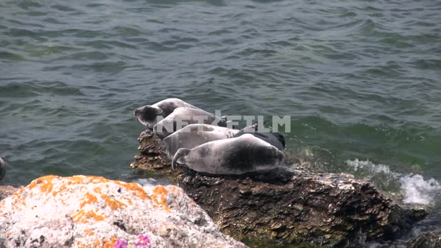 Baikal seal resting on the rocks of the archipelago of the Ushkanyi Islands rookery of seals...