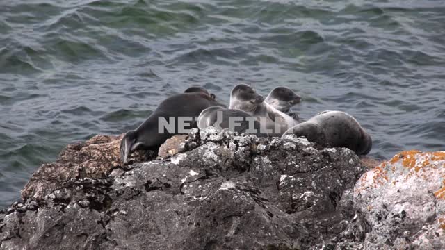 Baikal seal resting on the rocks of the archipelago of the Ushkanyi Islands rookery of seals...