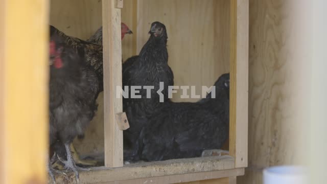 Black chicken in the coop.
Chicken coop, chicken, chickens, chick, black, red, roost Chicken coop,...