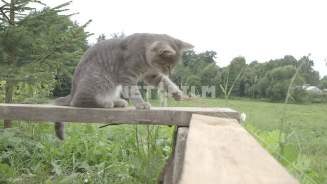 Gray cat jumps up on the railing, playing with a blade of grass, jumps.
Cat, cat, gray, railing,...
