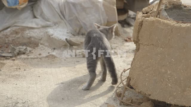 Gray number of walks amongst the construction sites.
Cat, cat, gray, building, workshop bell to...