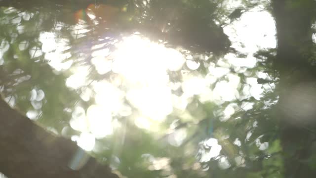 The sun shines through the leaves.
Light, sun, glare, reflections, sky, leaves, woods, bushes,...