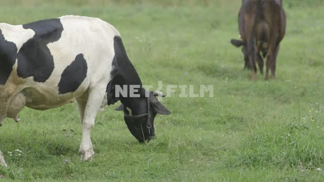 Cows graze in the meadow.
Meadow, field, cow, summer, grass, brown, black, black-white Meadow,...