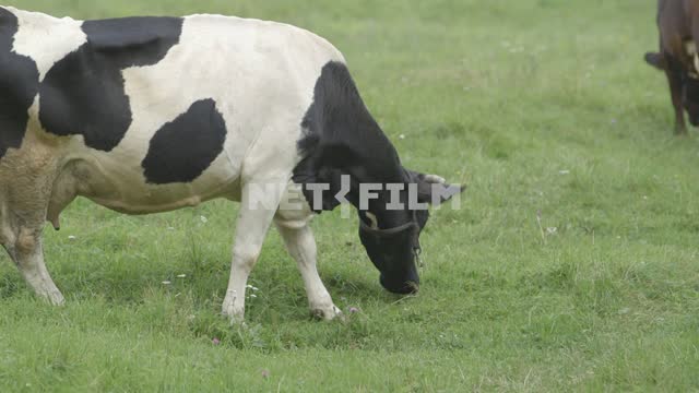 Коровы на лугу. Луг, поле, корова, лето, трава, коричневый, черный, черно-белый Луг, поле, корова,...