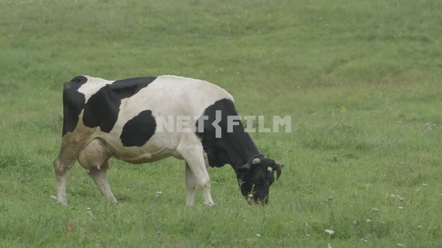 Черно-белая корова на лугу. Корова, черно-белый, трава, луг, поле, лето, пастись, холмогорская...