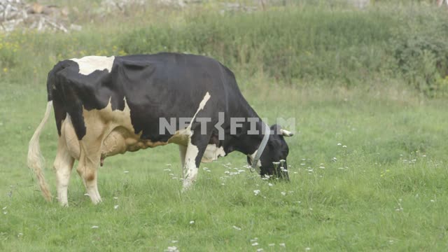 Две коровы пасутся в поле. Корова, коровы, черно-белый, трава, луг, поле, лето, пастись, пастух,...