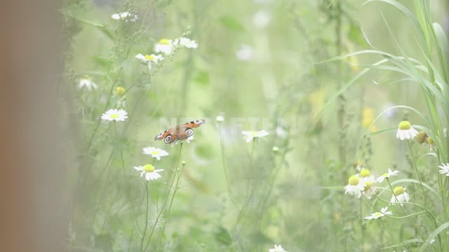 Бабчка Павлиний глаз перелетает с цветка на цветок. Поле, лето, бабочка, травы, цветы, ромашки,...