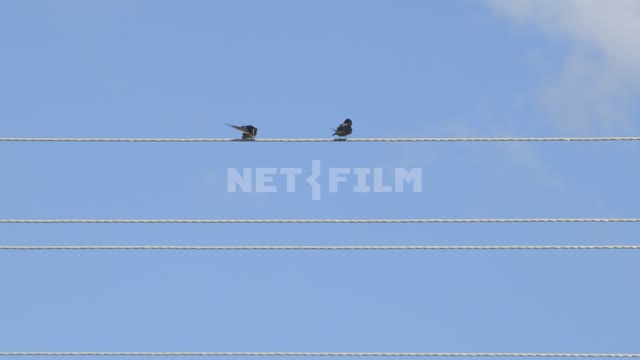 Two swallows on the wires.
Bird, bird, sky, blue sky, wire, black bird, clouds, swallow, feathers,...