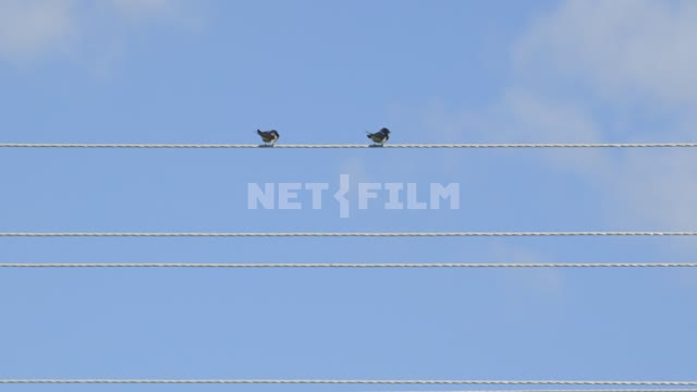 Swallows preen their feathers on the wires.
Bird, bird, sky, blue sky, wire, black bird, clouds,...