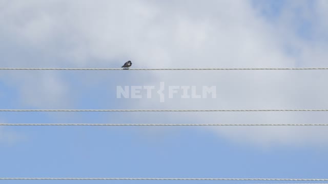 Swallows on the wires.
Bird, bird, sky, blue sky, wire, black bird, clouds, swallow Bird, bird,...