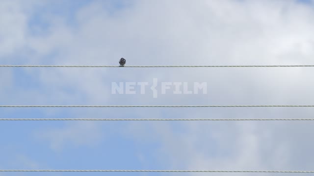A little bird on a wire against the blue sky.
Bird, bird, sky, blue sky, wire, black bird, clouds...
