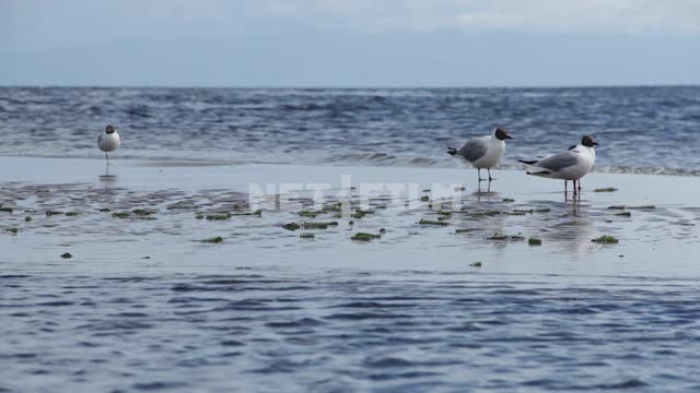 Seagulls in the water near the shore of lake Baikal Russia, Siberia, lake Baikal, wildlife, nature,...