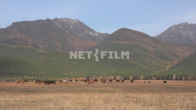 Horses grazing in a mountain valley in Eastern Siberia Russia, Siberia, Baikal, Barguzin valley,...