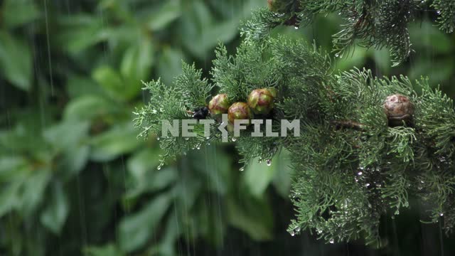 The leaves of the cypress tree in the summer rain Black sea, Caucasus, nature, rain, cypress...