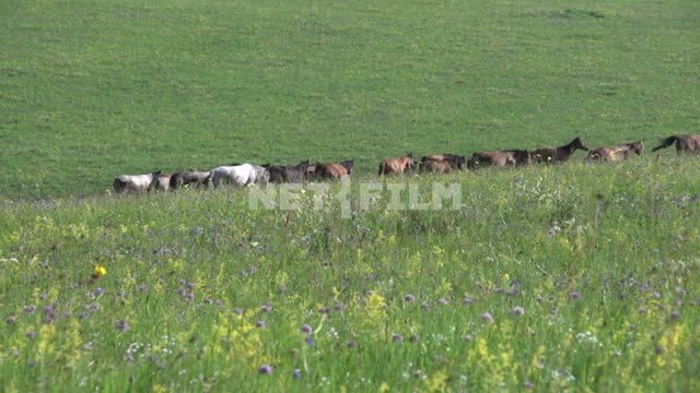 Horses grazing in the blooming steppe Russia, Siberia, TRANS-Baikal region, Dauria, nature,...