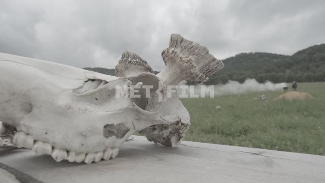 Close-up, deer skull without antlers.
In the background field, the smoke, the woods.
Field, meadow,...