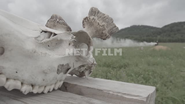 Close-up, deer skull without antlers.
In the background the man is burning fire, field,...