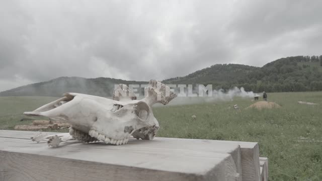 Close-up, deer skull without antlers.
In the background a man nazivaet grill, field, forest.
Field,...