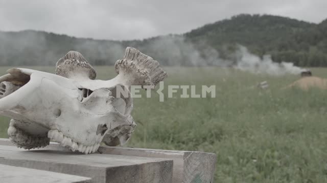 Close-up, deer skull without horns, for the background field and forest, smoke.
Field, meadow,...