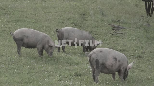 Three pigs go through the meadow.
Field, meadow, valley, forest, mountains, flowers, grass, clouds,...