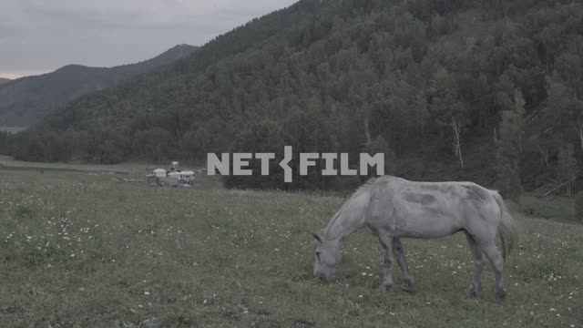 Two horses grazing on the background of the Yurt.
Field, meadow, valley, forest, mountains,...