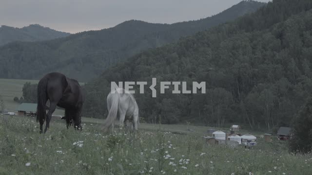 Две лошади пасутся в долине, на заднем плане видны юрты и постройки. Поле, луг, долина, лес, горы,...