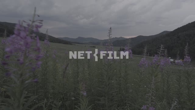 The mountain valley overcast.
Field, meadow, valley, forest, mountains, fireweed, flowers, grass,...