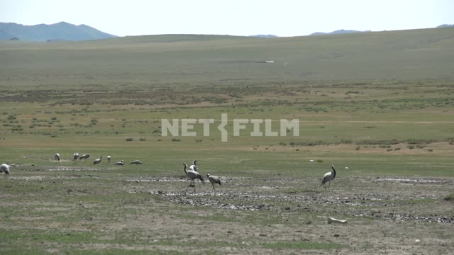 The cranes in the steppe of Mongolia Mongolia, Asia, steppe, landscape, nature, common crane, bird,...