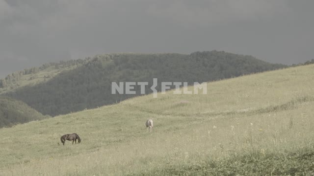 Horses in the meadow in a forest.
Meadow, field, summer, sun, horses, horse, horses, horse, white,...
