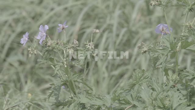 Cruny plan, wildflowers.
Siberia, field, meadow, valley, grass, flowers, wild flowers, self...