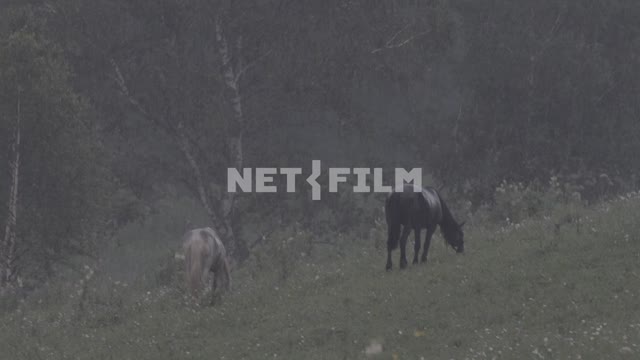 Horses graze in the forest in the rain.
Evening, twilight, valley, mountain, field, meadow, forest,...