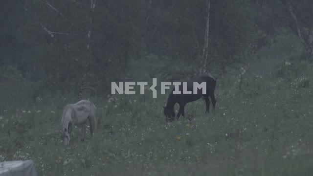Two horses grazing in the rain.
Evening, twilight, valley, mountain, field, meadow, forest,...