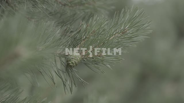 Pine branches swaying in the wind.
Branch, pine, needle, needles, close-up, lump, green lump...