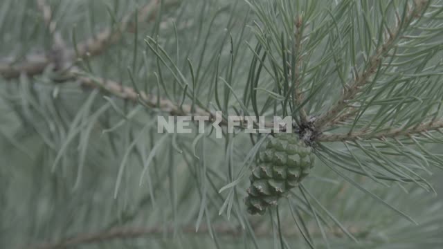 Ant crawling on a pine branch.
Close-up.
Ant, black, branch, pine, needle, needle, insect,...