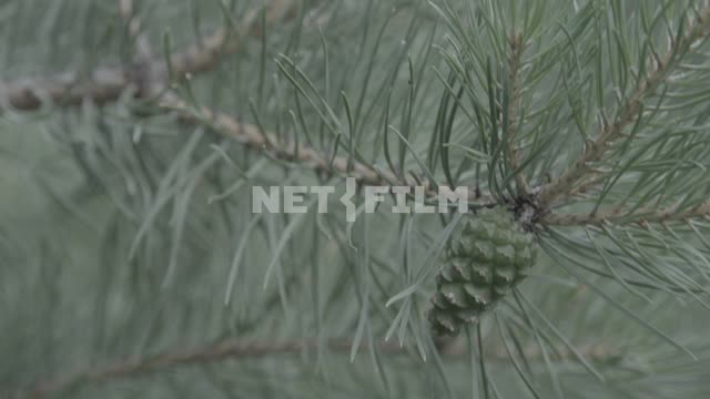 Close-up.
Ant crawling on a pine branch.
Ant, black, branch, pine, needle, needle, insect,...