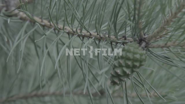Close-up of ant crawling on a pine branch.
Pine, branch, pinecone, green pinecone, close-up,...