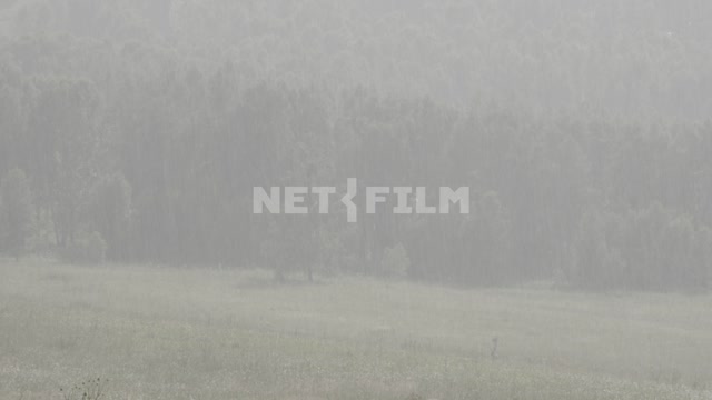 Rain in the meadow.
Field, meadow, valley, forest, trees, foothills, hills, rain, downpour, driving...