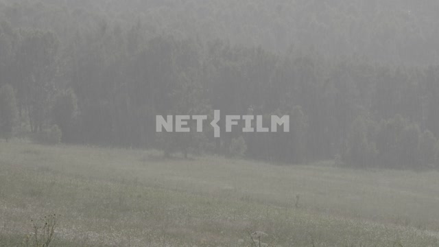 Rain in the field.
Field, meadow, valley, forest, trees, foothills, hills, rain, downpour, driving...