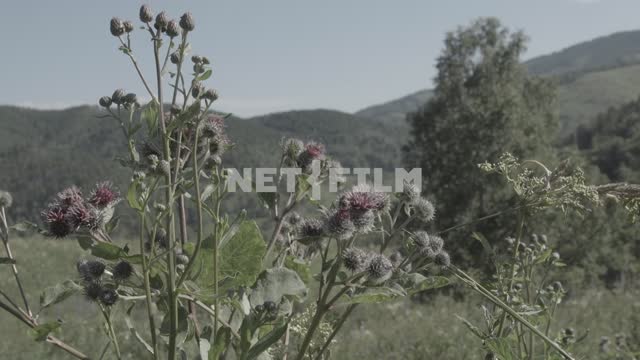 A blooming Thistle with mountains in background, close-up.
Thistle, flowers, thorns, close-up,...