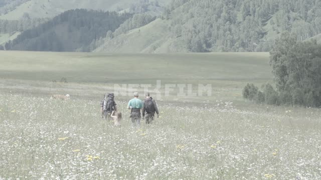 Двое мужчин ждут мужчину с рюкзаком и девочкой, идут вместе по цветущему полю. Горы, гора, холм,...