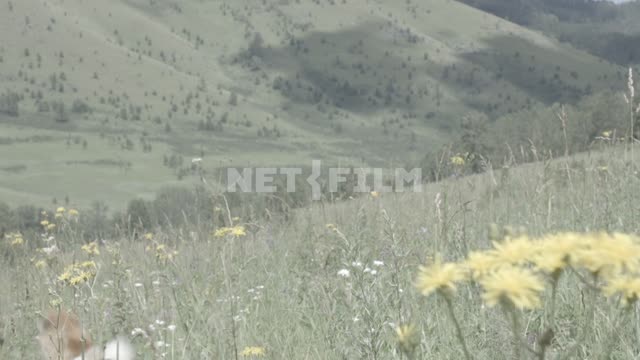 View of the mountain valley.
The flowers of the field.
Mountains, mountain, hill, slope, trees,...