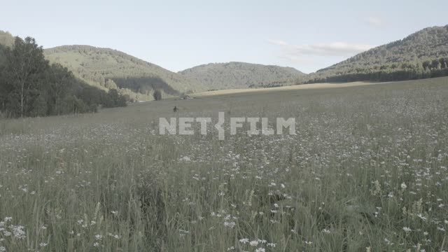 Man walking through a field with white dandelions around the mountain.
Mountains, foothills, hills,...