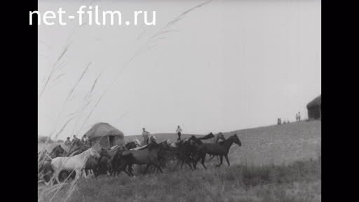 Footage A herd of horses in the steppe. (1975 - 1985)