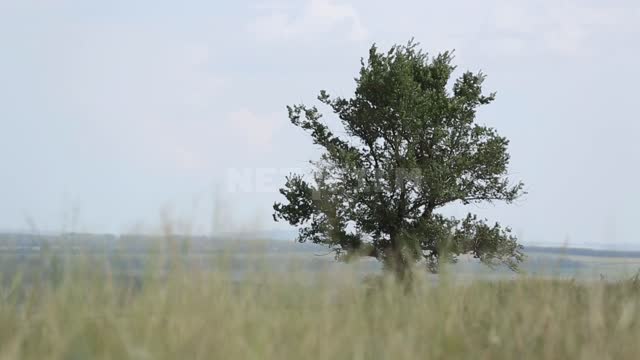 The nature of the Urals, a lonely tree in the field Ural, nature, field, tree, grass, wind, sky,...