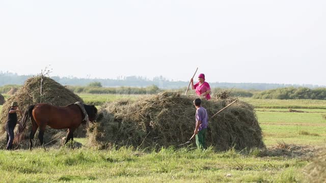 Hay harvesting, people collect hay in a stack Field, meadow, grass, hay, haystacks, horse, people,...