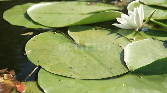 Nature of the Urals, blooming water lilies, shooting from a boat Ural, nature, water, pond, plants,...