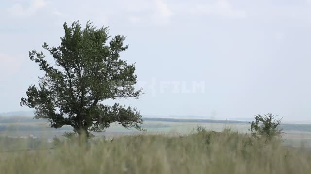 The nature of the Urals, a lonely tree in the field Ural, nature, field, tree, grass, shrub, wind,...