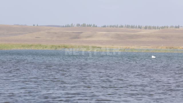 Lake Aslikul (Asylykul), in the background, a swan is swinging on the waves Lake, water, pond,...