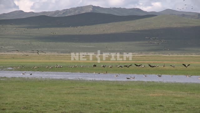 Птицы на реке в степи Монголии Монголия, Азия, степь, пейзаж, река, природа, птица, орнитология,...